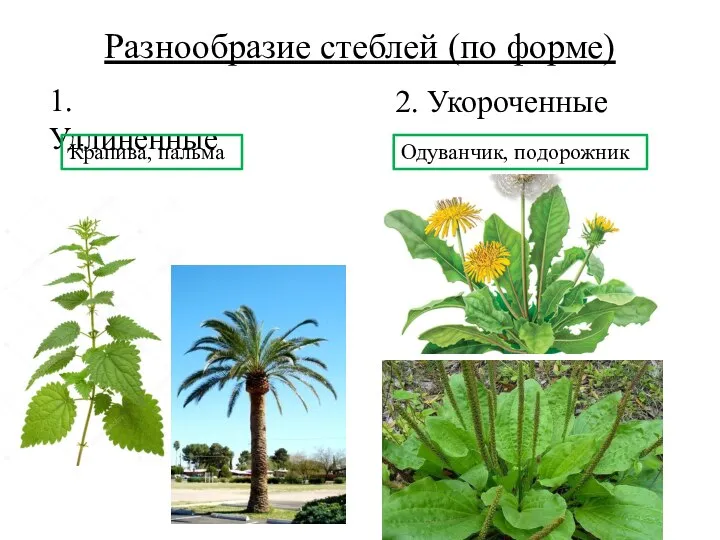 Разнообразие стеблей (по форме) 2. Укороченные 1. Удлиненные Крапива, пальма Одуванчик, подорожник