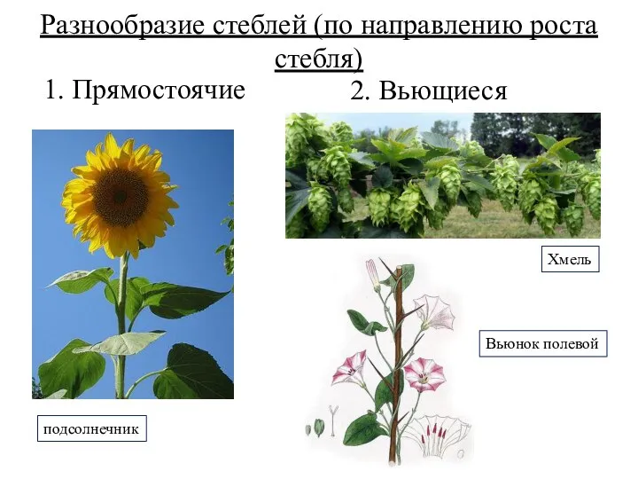 Разнообразие стеблей (по направлению роста стебля) 2. Вьющиеся 1. Прямостоячие Вьюнок полевой Хмель подсолнечник