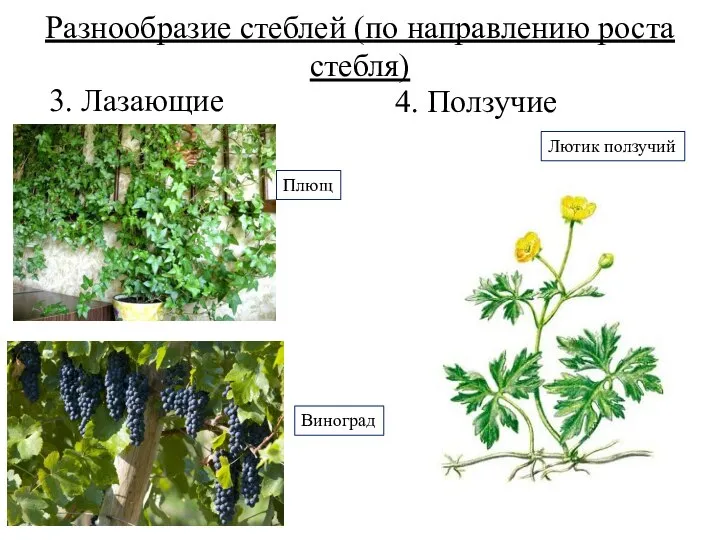 Разнообразие стеблей (по направлению роста стебля) 4. Ползучие 3. Лазающие Плющ Виноград Лютик ползучий