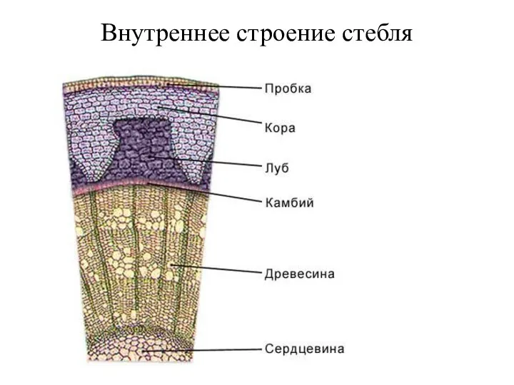 Внутреннее строение стебля