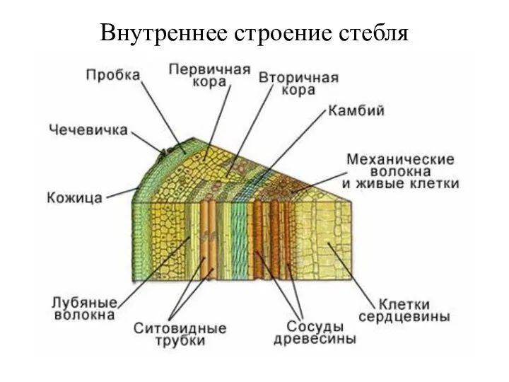 Внутреннее строение стебля