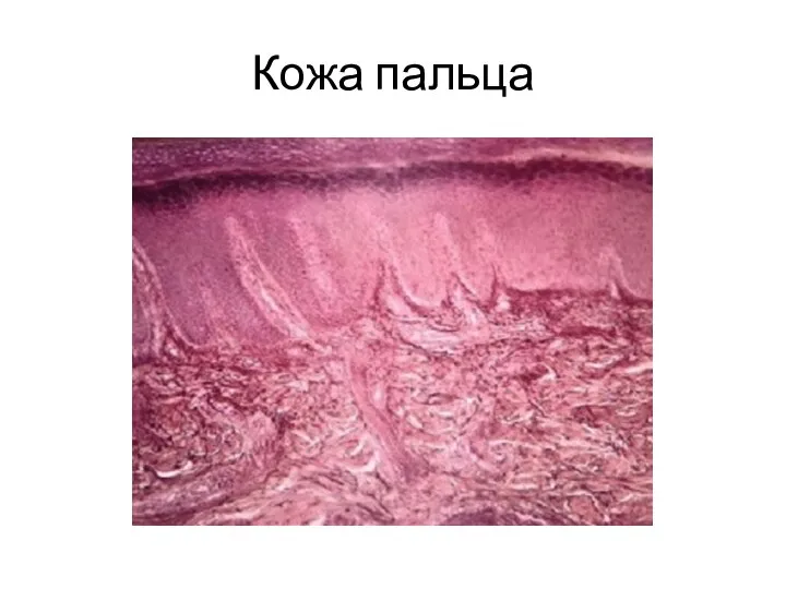 Кожа пальца