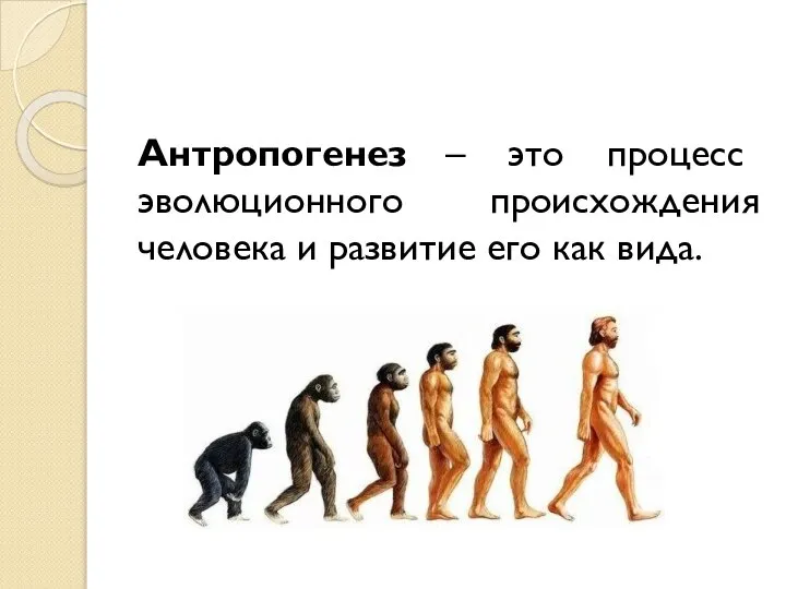 Антропогенез – это процесс эволюционного происхождения человека и развитие его как вида.