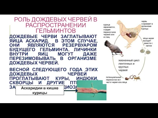 РОЛЬ ДОЖДЕВЫХ ЧЕРВЕЙ В РАСПРОСТРАНЕНИИ ГЕЛЬМИНТОВ ДОЖДЕВЫЕ ЧЕРВИ ЗАГЛАТЫВАЮТ ЯЙЦА АСКАРИД. В