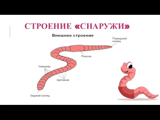 СТРОЕНИЕ «СНАРУЖИ»