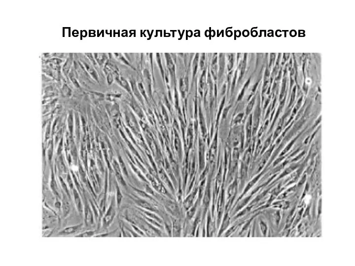 Первичная культура фибробластов