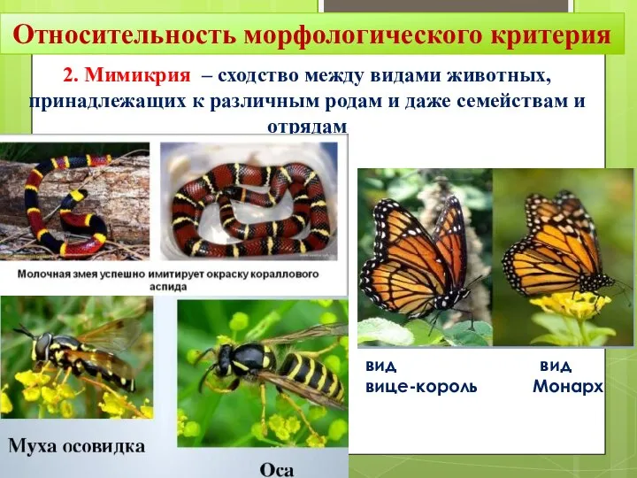 Относительность морфологического критерия 2. Мимикрия – сходство между видами животных, принадлежащих к