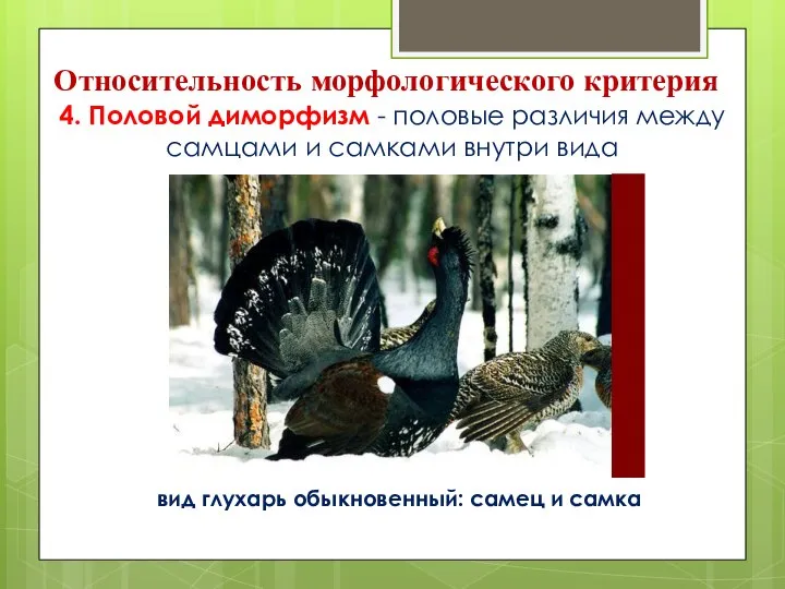 Относительность морфологического критерия 4. Половой диморфизм - половые различия между самцами и самками внутри вида