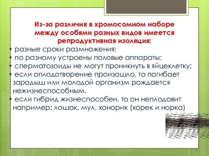 Из-за различия в хромосомном наборе между особями разных видов имеется репродуктивная изоляция: