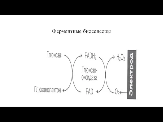 Ферментные биосенсоры