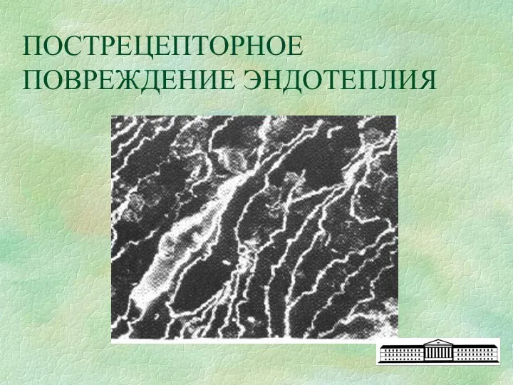 ПОСТРЕЦЕПТОРНОЕ ПОВРЕЖДЕНИЕ ЭНДОТЕПЛИЯ