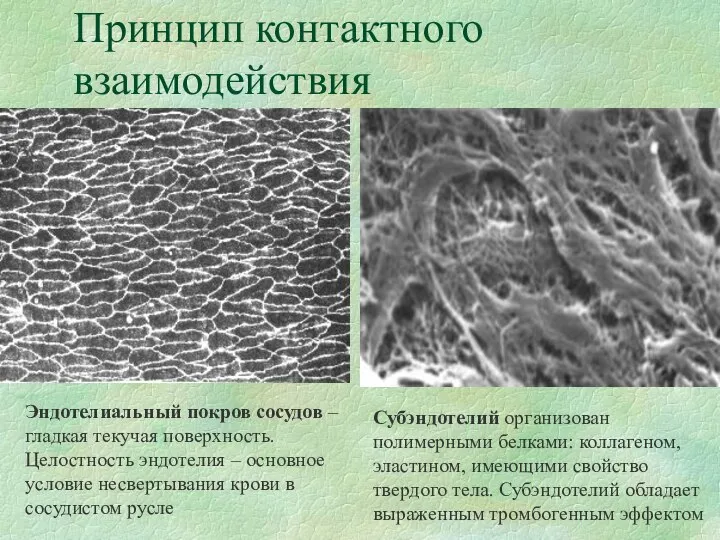 Принцип контактного взаимодействия Эндотелиальный покров сосудов – гладкая текучая поверхность. Целостность эндотелия