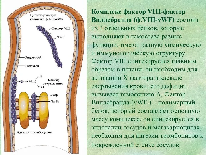 Комплекс фактор VIII-фактор Виллебранда (ф.VIII-vWF) состоит из 2 отдельных белков, которые выполняют