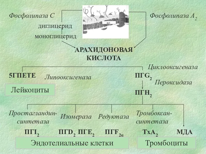 ФЛ АРАХИДОНОВАЯ КИСЛОТА диглицерид моноглицерид Фосфолипаза А2 Фосфолипаза С Циклооксигеназа Пероксидаза Липооксигеназа