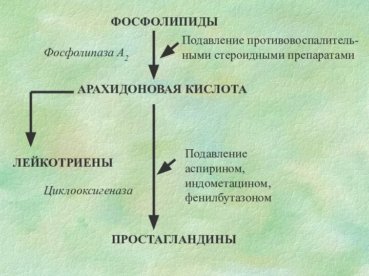 ФОСФОЛИПИДЫ АРАХИДОНОВАЯ КИСЛОТА ПРОСТАГЛАНДИНЫ ЛЕЙКОТРИЕНЫ Фосфолипаза А2 Подавление противовоспалитель-ными стероидными препаратами Циклооксигеназа Подавление аспирином, индометацином,фенилбутазоном