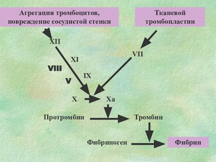 Агрегация тромбоцитов, повреждение сосудистой стенки Тканевой тромбопластин XII XI IX Xa VII