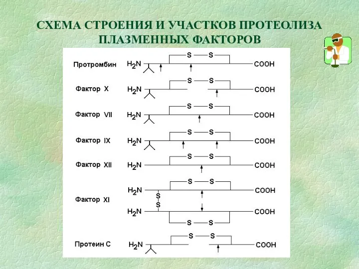 СХЕМА СТРОЕНИЯ И УЧАСТКОВ ПРОТЕОЛИЗА ПЛАЗМЕННЫХ ФАКТОРОВ