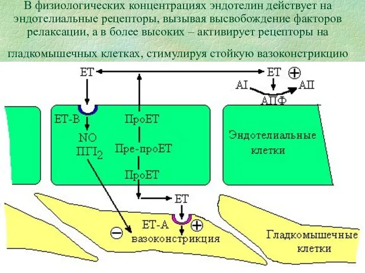 В физиологических концентрациях эндотелин действует на эндотелиальные рецепторы, вызывая высвобождение факторов релаксации,