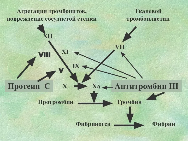 Агрегация тромбоцитов, повреждение сосудистой стенки Тканевой тромбопластин XII XI IX Xa VII