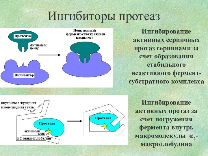 Ингибиторы протеаз Ингибирование активных сериновых протаз серпинами за счет образования стабильного неактивного