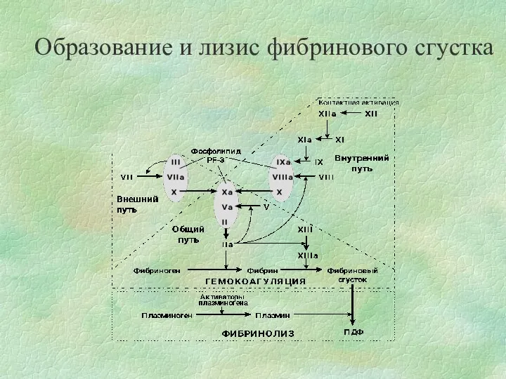 Образование и лизис фибринового сгустка