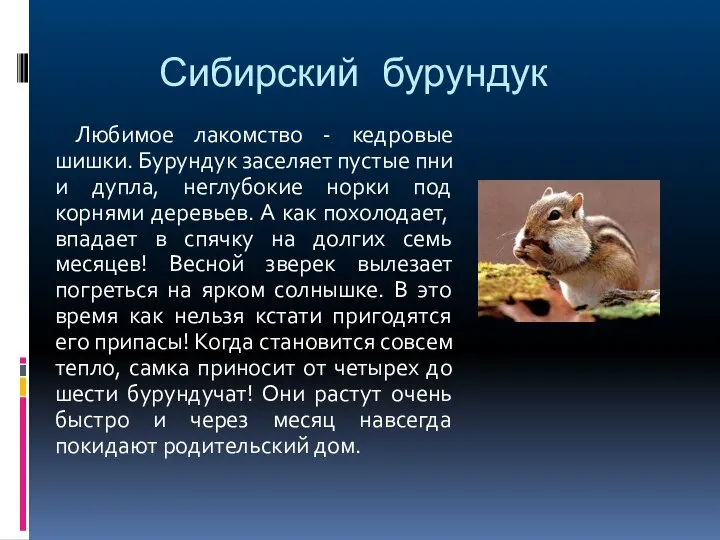 Сибирский бурундук Любимое лакомство - кедровые шишки. Бурундук заселяет пустые пни и