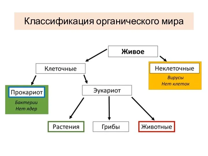 Классификация органического мира