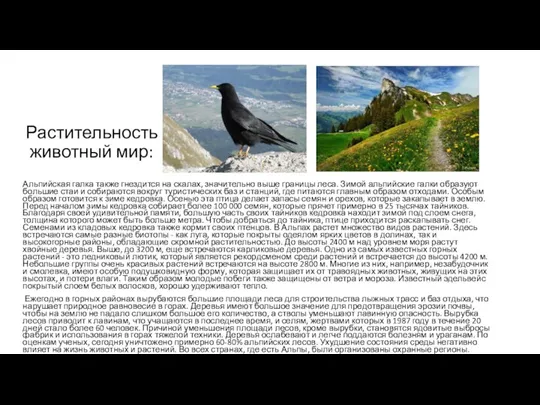 Растительность и животный мир: Альпийская галка также гнездится на скалах, значительно выше