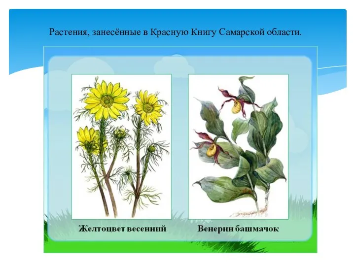 Растения, занесённые в Красную Книгу Самарской области.