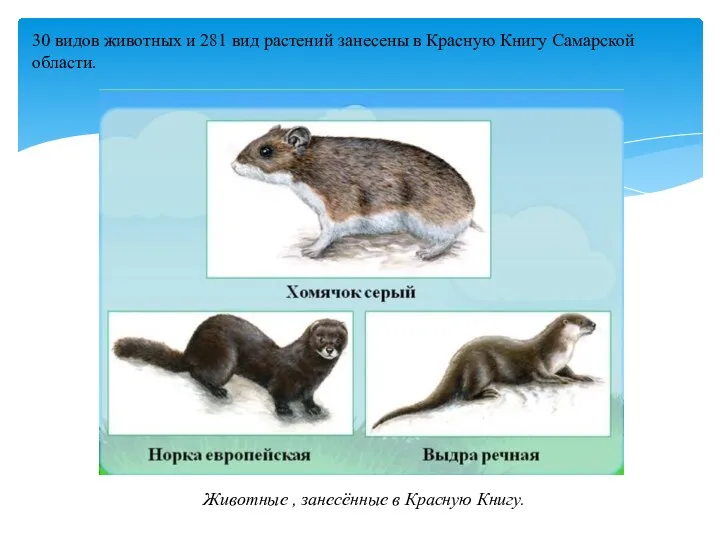 30 видов животных и 281 вид растений занесены в Красную Книгу Самарской
