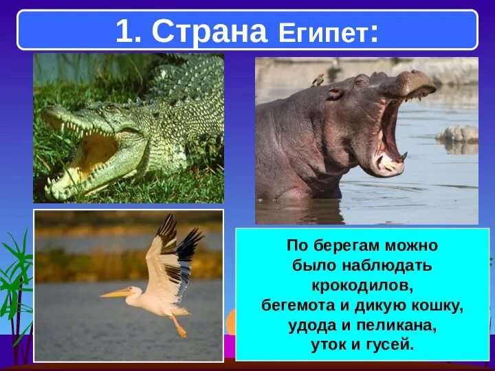 1. Страна Египет: По берегам можно было наблюдать крокодилов, бегемота и дикую