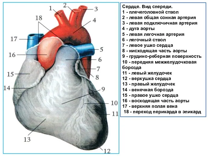 Сердце. Вид спереди. 1 - плечеголовной ствол 2 - левая общая сонная