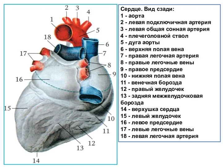 Сердце. Вид сзади: 1 - аорта 2 - левая подключичная артерия 3