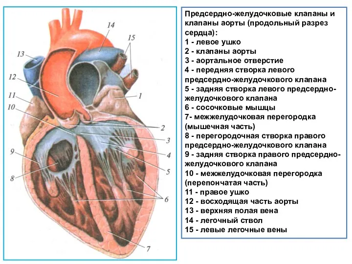 Предсердно-желудочковые клапаны и клапаны аорты (продольный разрез сердца): 1 - левое ушко