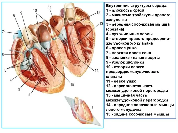 Внутренние структуры сердца: 1 - плоскость среза 2 - мясистые трабекулы правого