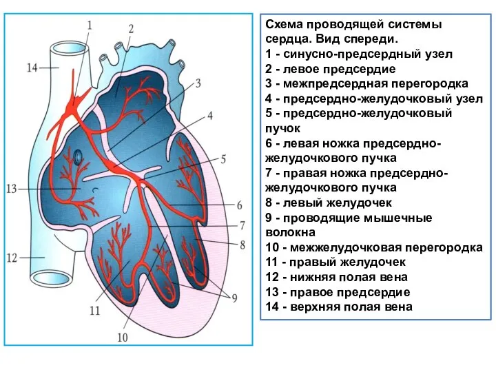 Схема проводящей системы сердца. Вид спереди. 1 - синусно-предсердный узел 2 -
