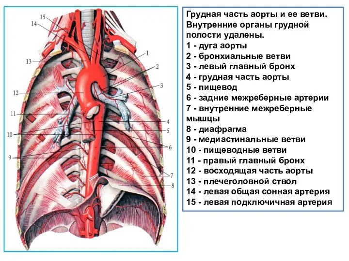 Грудная часть аорты и ее ветви. Внутренние органы грудной полости удалены. 1