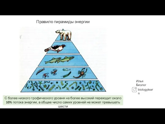 Илья Биолог Правило пирамиды энергии С более низкого трофического уровня на более
