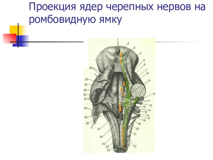 Проекция ядер черепных нервов на ромбовидную ямку