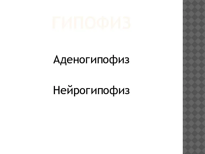 ГИПОФИЗ Аденогипофиз Нейрогипофиз