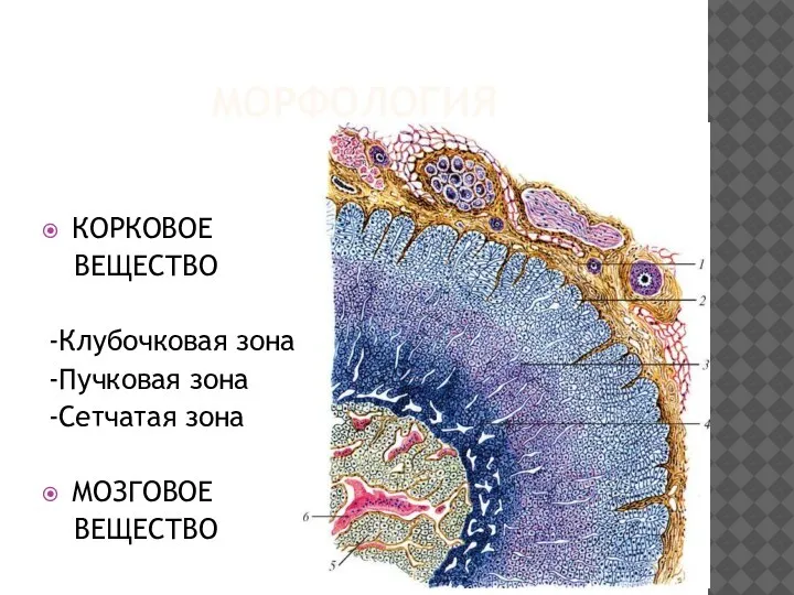 МОРФОЛОГИЯ КОРКОВОЕ ВЕЩЕСТВО -Клубочковая зона -Пучковая зона -Сетчатая зона МОЗГОВОЕ ВЕЩЕСТВО