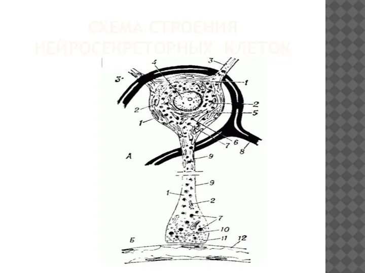 СХЕМА СТРОЕНИЯ НЕЙРОСЕКРЕТОРНЫХ КЛЕТОК