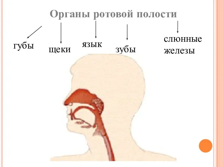 Органы ротовой полости губы щеки зубы слюнные железы язык