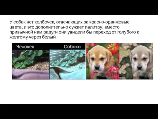 У собак нет колбочек, отвечающих за красно-оранжевые цвета, и это дополнительно сужает