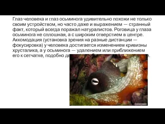 Глаз человека и глаз осьминога удивительно похожи не только своим устройством, но