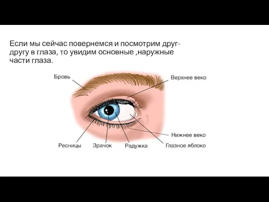 Если мы сейчас повернемся и посмотрим друг-другу в глаза, то увидим основные ,наружные части глаза.