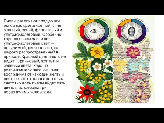 Пчелы различают следующие основные цвета: желтый, сине-зеленый, синий, фиолетовый и ультрафиолетовый. Особенно