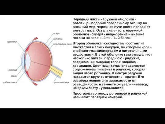 Передняя часть наружной оболочки - роговица - подобна прозрачному окошку во внешний