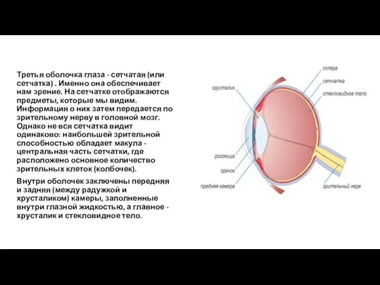 Третья оболочка глаза - сетчатая (или сетчатка) . Именно она обеспечивает нам