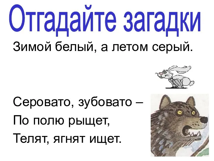 Зимой белый, а летом серый. Серовато, зубовато – По полю рыщет, Телят, ягнят ищет. Отгадайте загадки